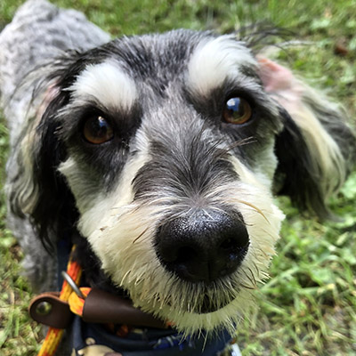 Raj | Columbus Havanese