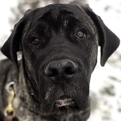 A Labrador Retriever puppy sitting obediently outside in the snow during training