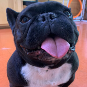 A French Bulldog sitting obediently on the floor with tongue out during training