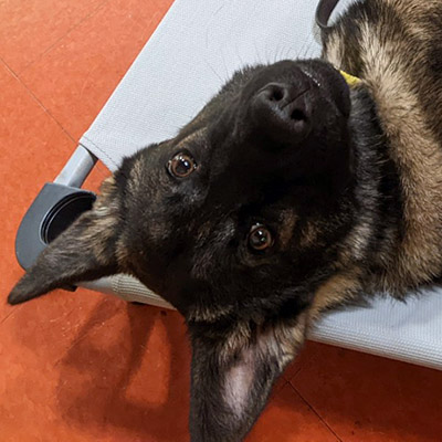 A German Shepherd puppy laying playfully on a training mat