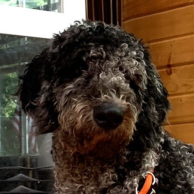 A Bernadoodle puppy sitting sitting obediently during training