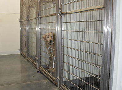 Caged dog boarding kennels for large dogs