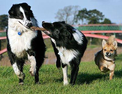 Three dogs and puppies playing at a boarding kennel