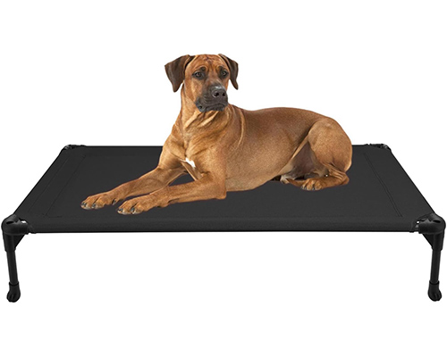 An elevated cot with a large dog laying on top